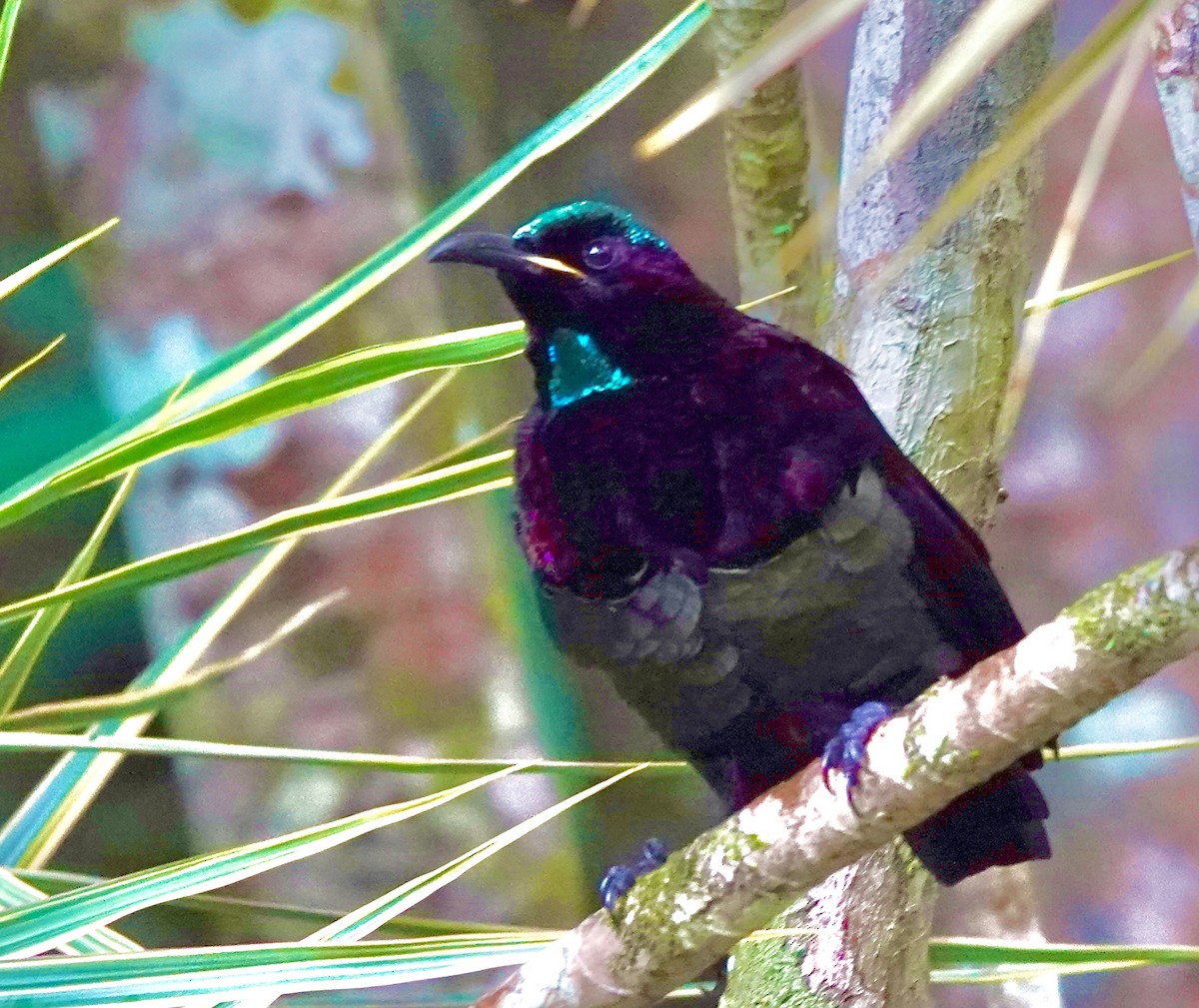 Кэрнский веерокрыл - ML644602220