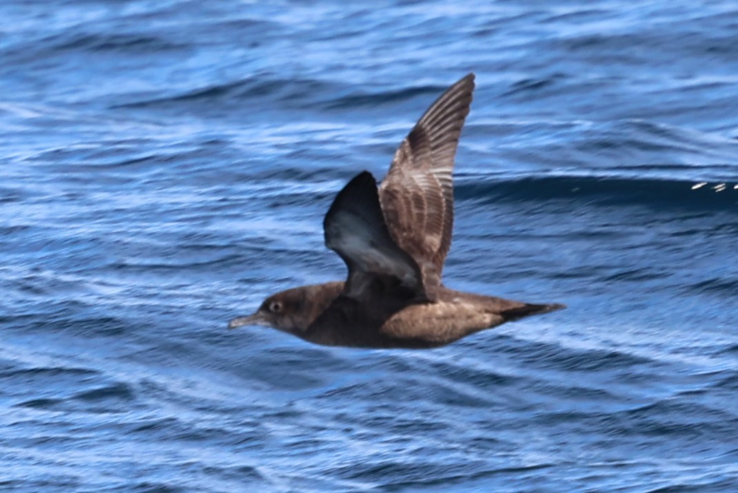 Sooty Shearwater - ML644602222