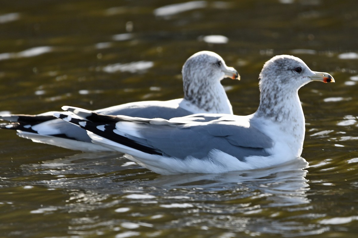 California Gull - ML644602231