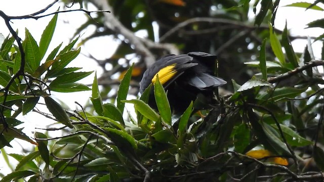 Cotinga Negro - ML644602254