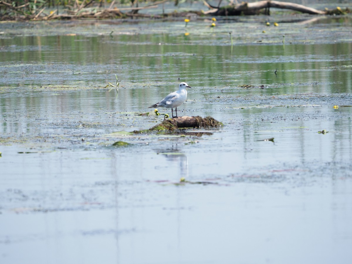 Хүрэн толгойт цахлай - ML644602265