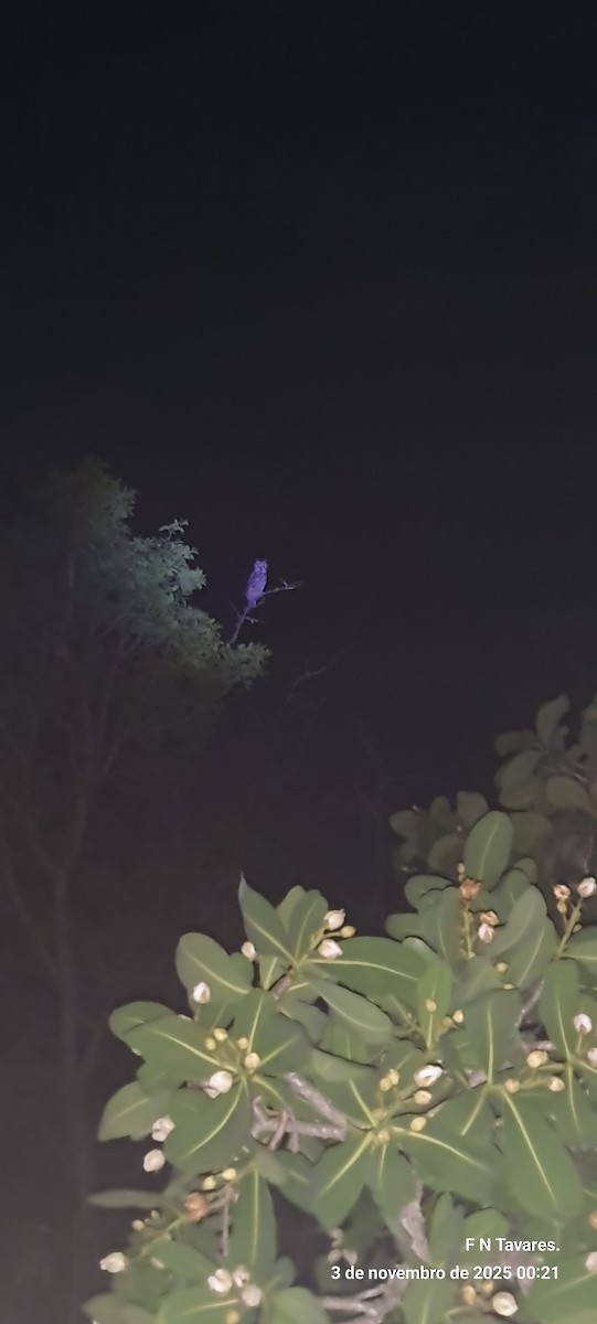 Сова-крикун - ML644602270