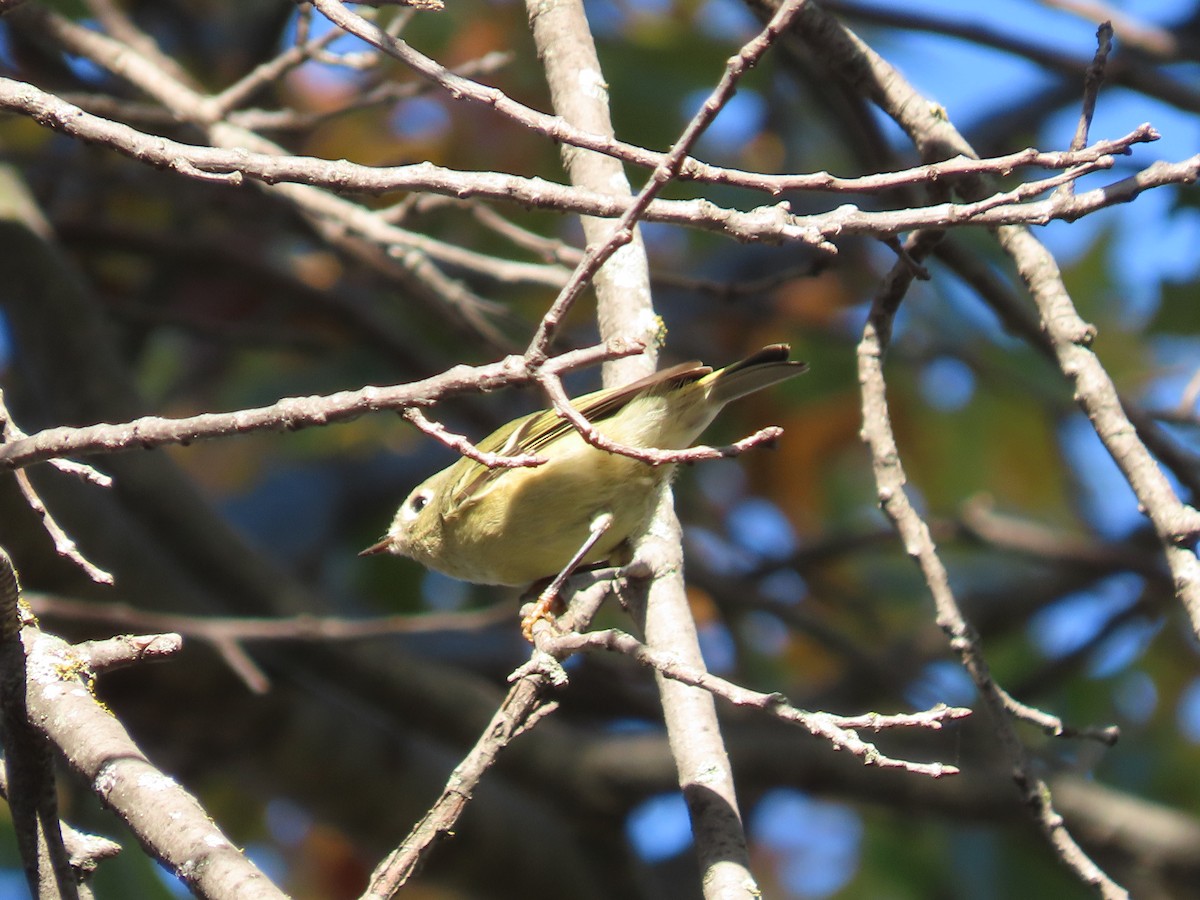 Ruby-crowned Kinglet - ML644602273