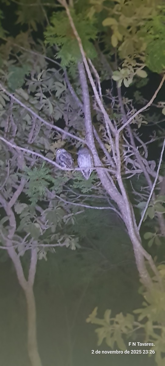 Сплюшка неотропічна - ML644602300