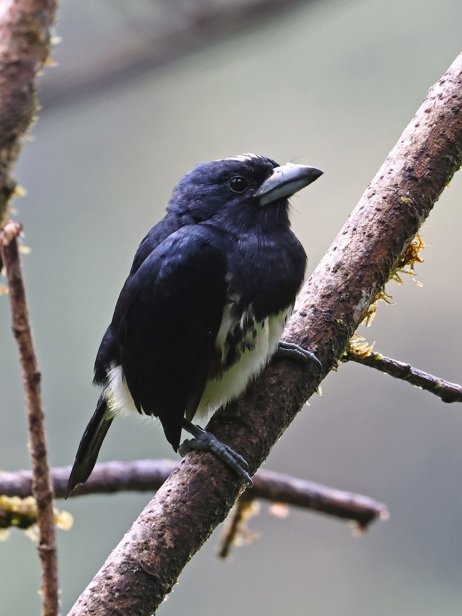 Spot-crowned Barbet - ML644602309