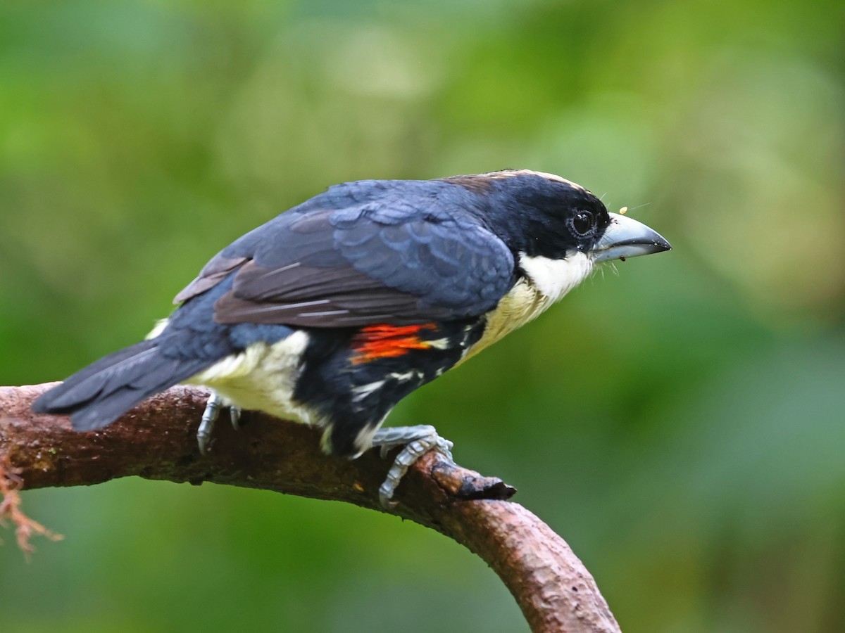 Spot-crowned Barbet - ML644602310