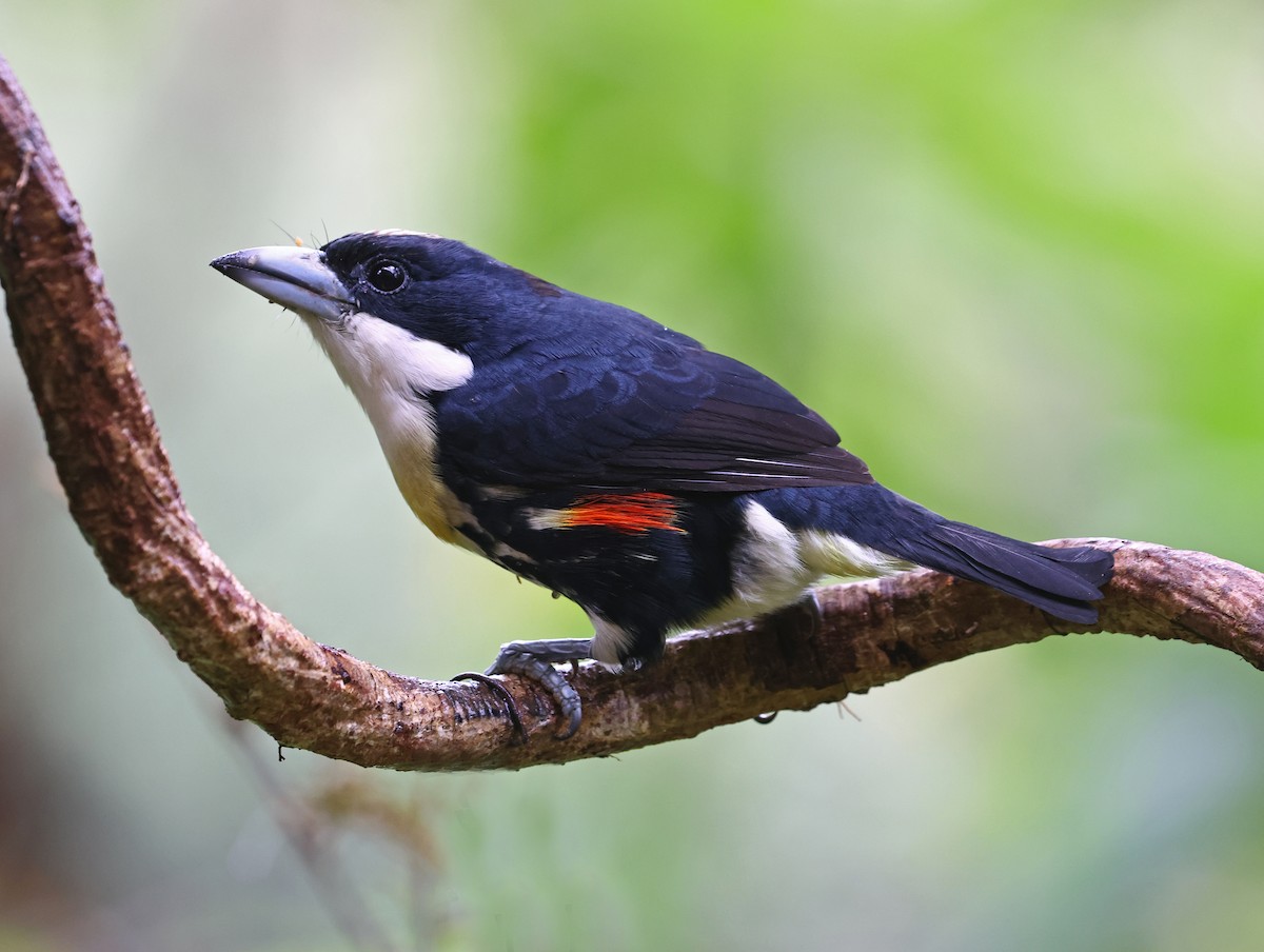 Spot-crowned Barbet - ML644602311