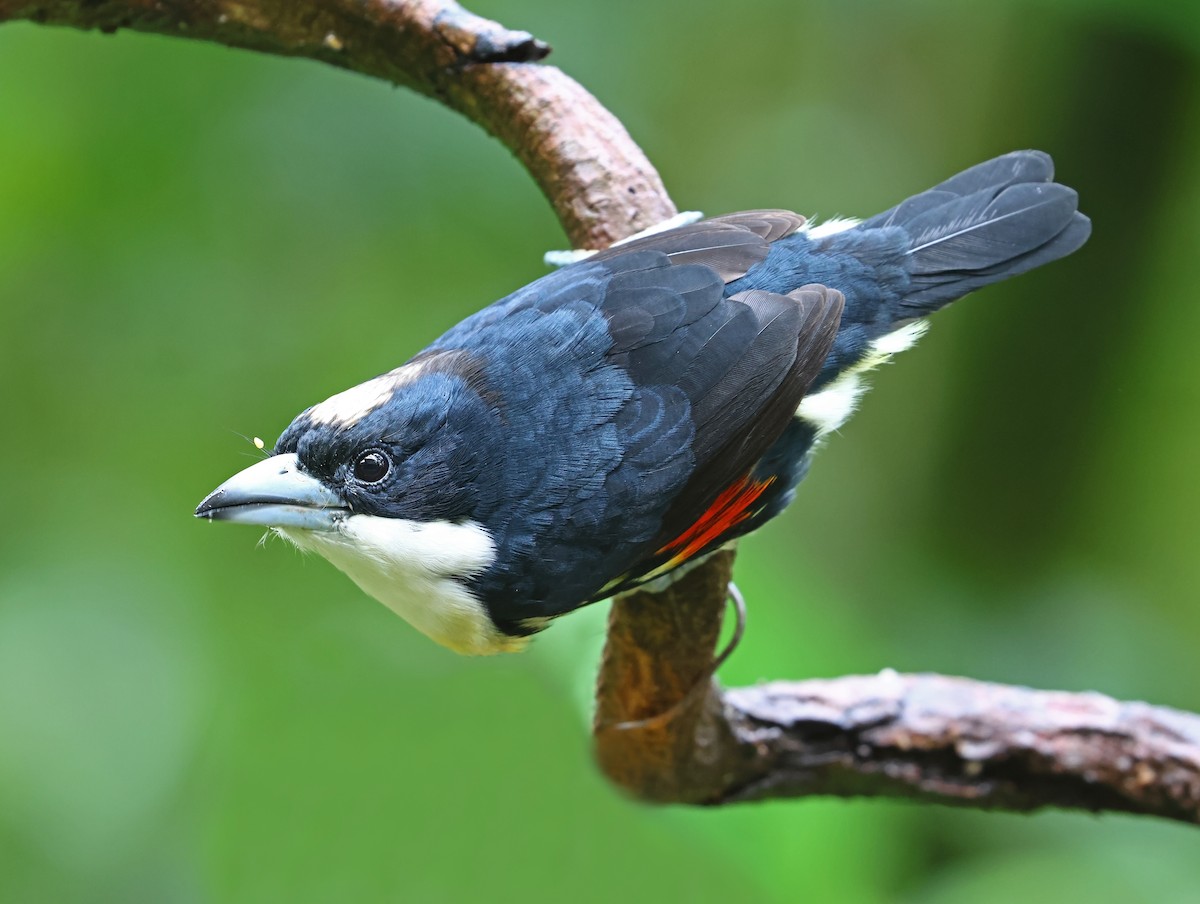 Spot-crowned Barbet - ML644602313
