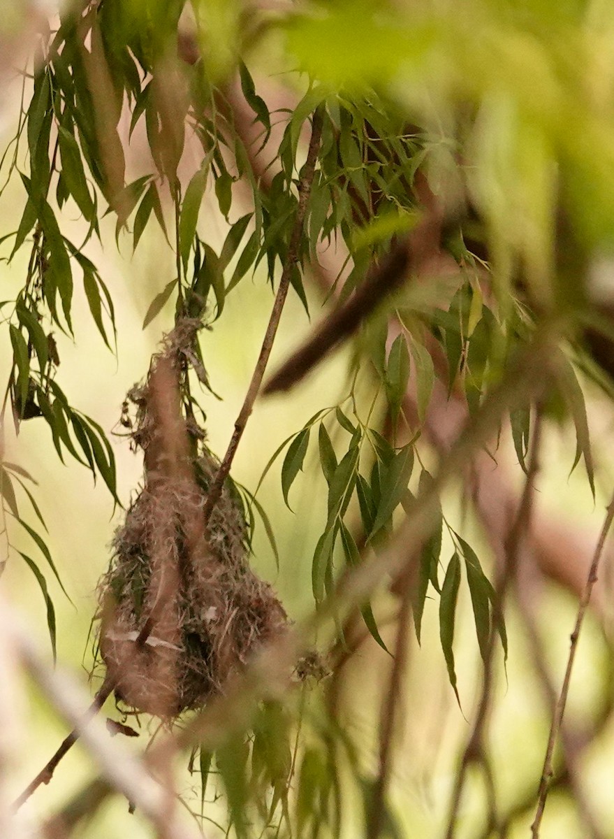 Amethyst Sunbird - ML644602315