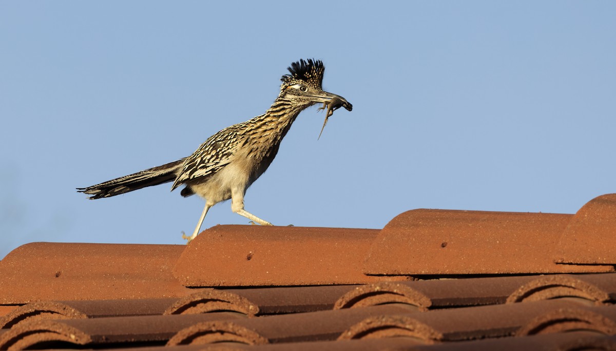 Greater Roadrunner - ML644602316