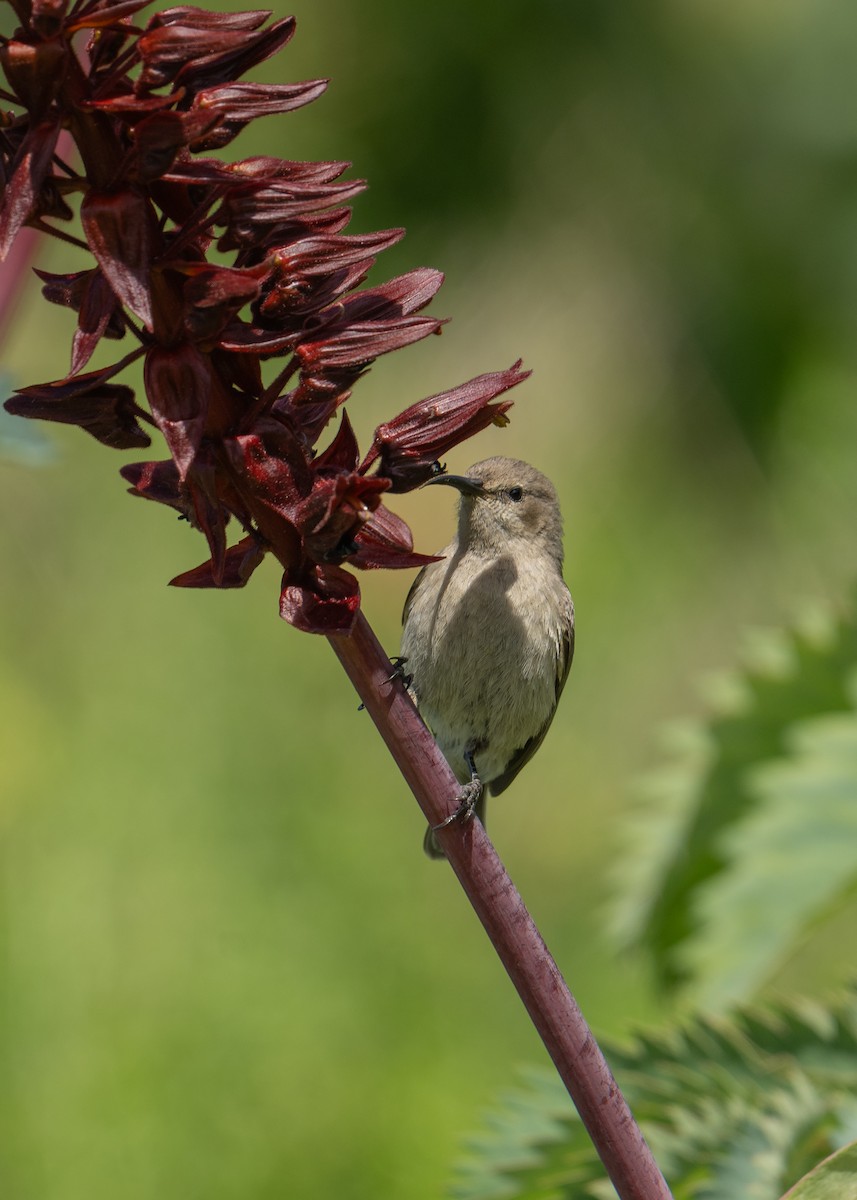 Southern Double-collared Sunbird - ML644602320