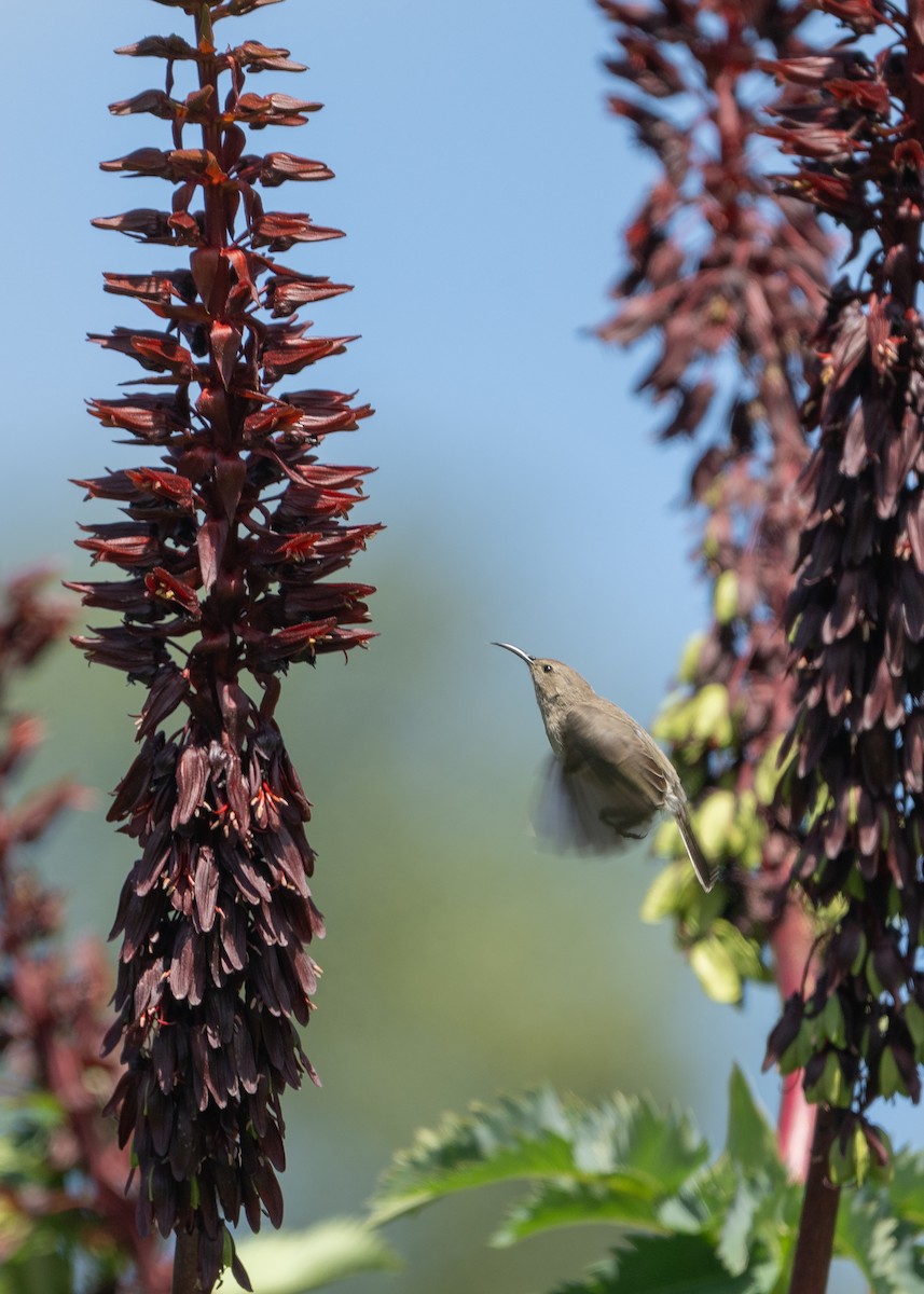 Southern Double-collared Sunbird - ML644602321