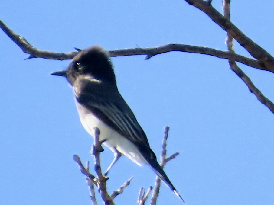 Black Phoebe - ML644602323