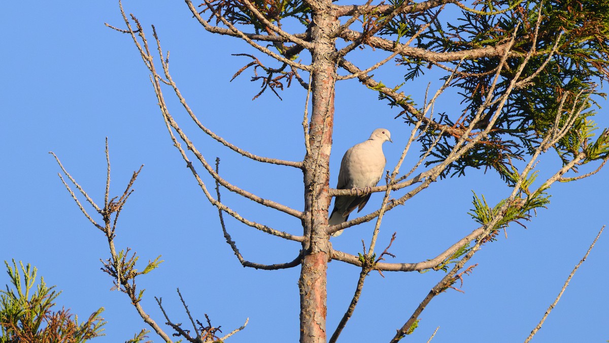 Eurasian Collared-Dove - ML644602330