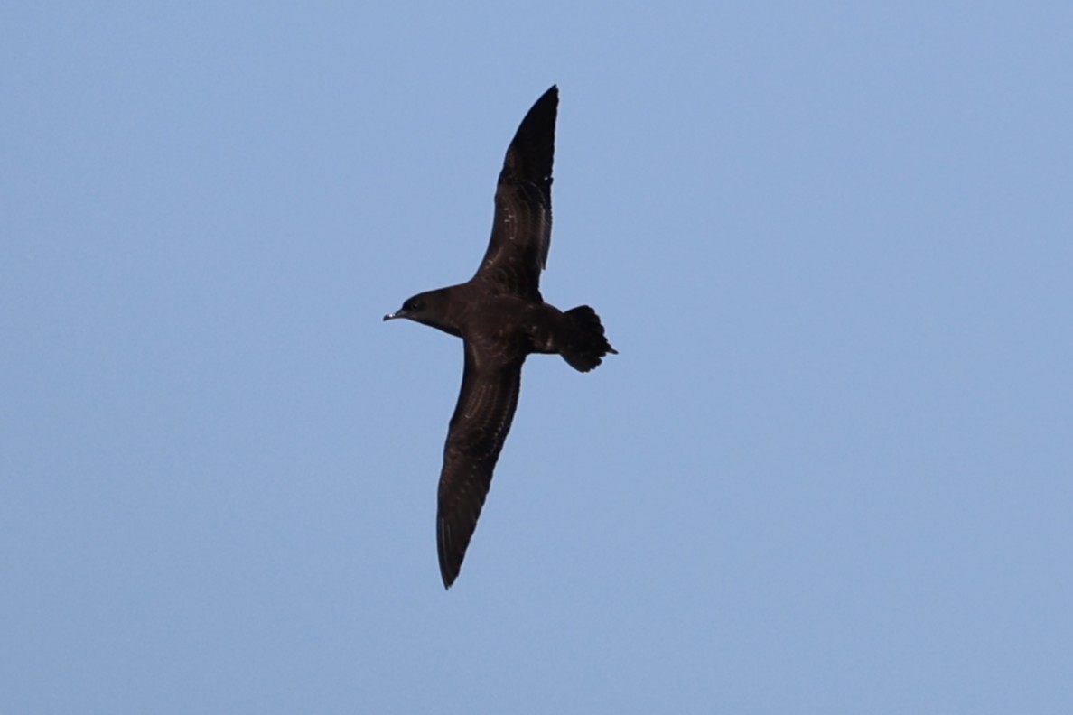 Sooty Shearwater - ML644602332