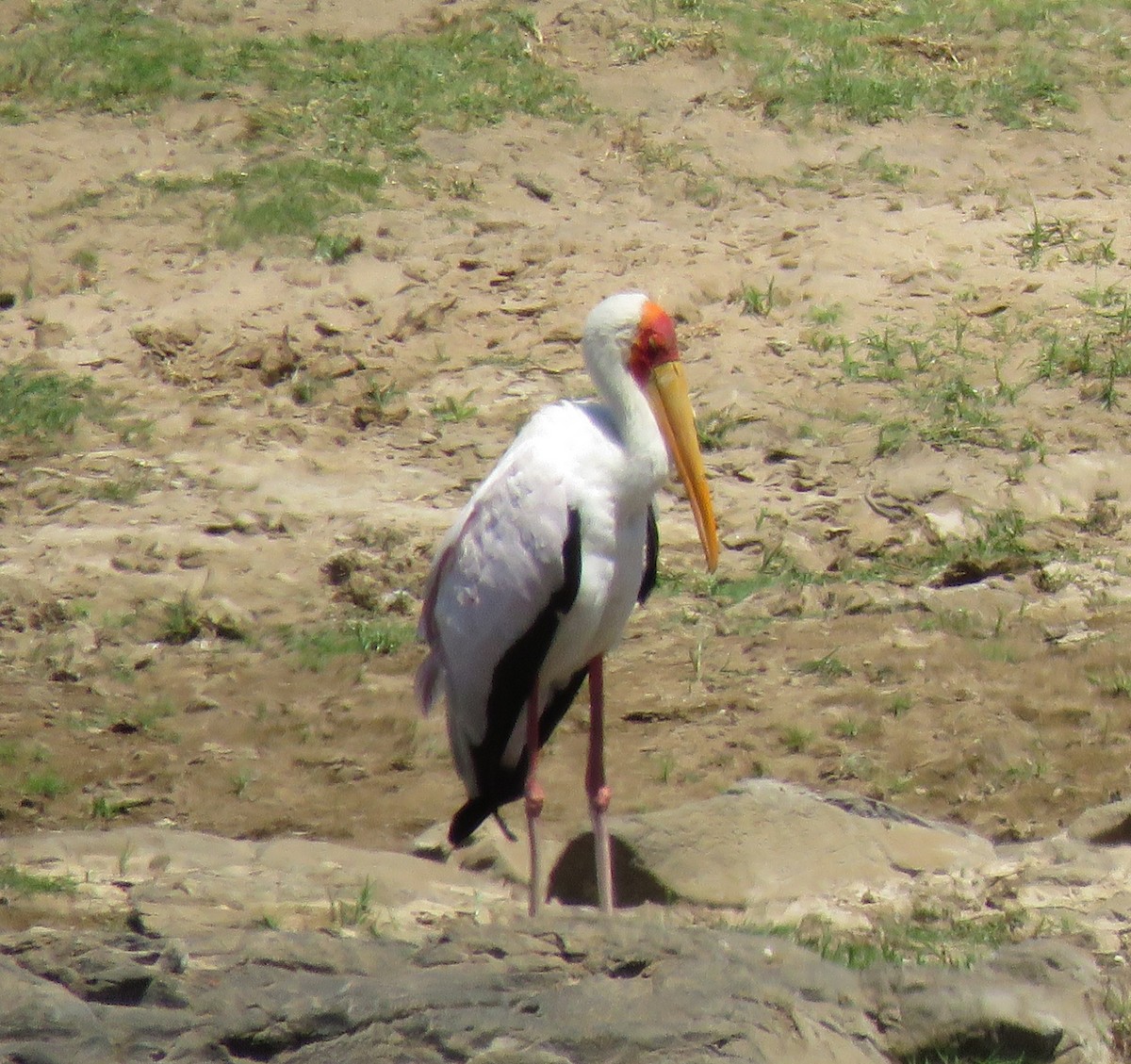 חסידן ורוד - ML644602334