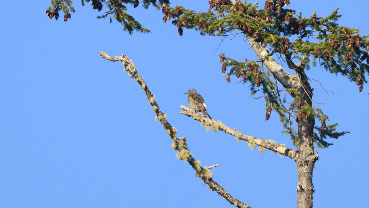 Northern Flicker - ML644602340
