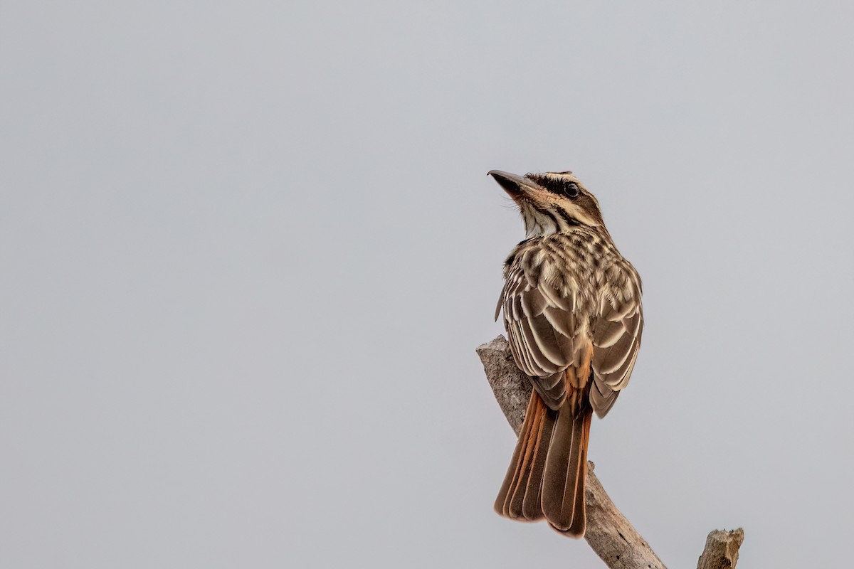 Streaked Flycatcher - ML644602341