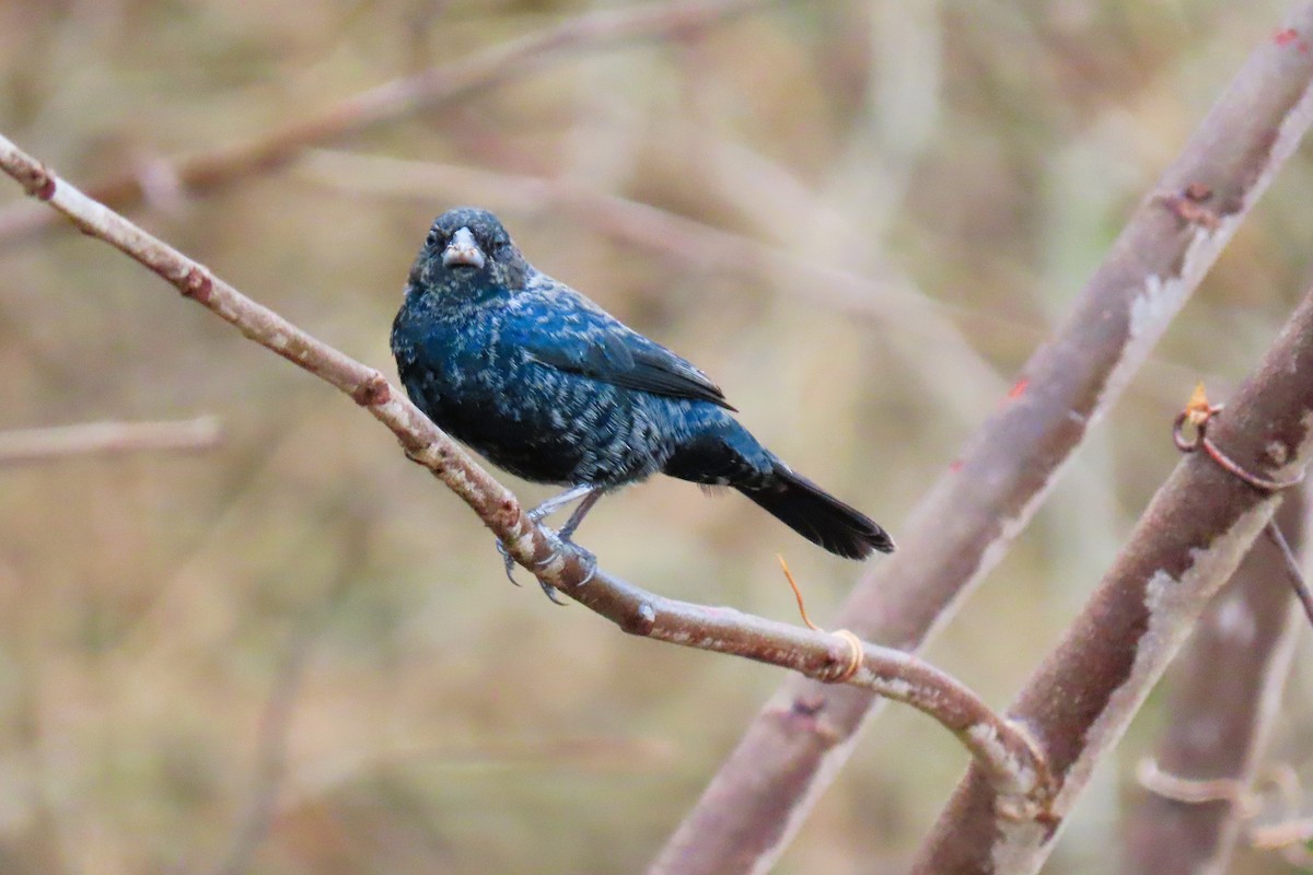 Blue-black Grassquit - ML644602343