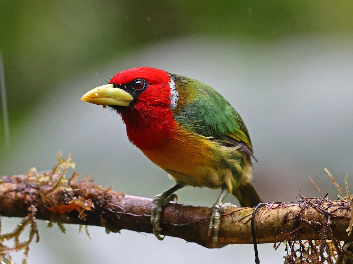 ズアカゴシキドリ - ML644602344