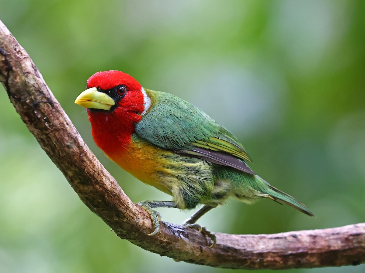 ズアカゴシキドリ - ML644602345