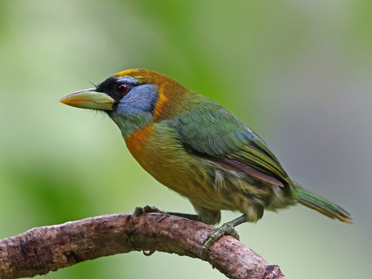 ズアカゴシキドリ - ML644602346