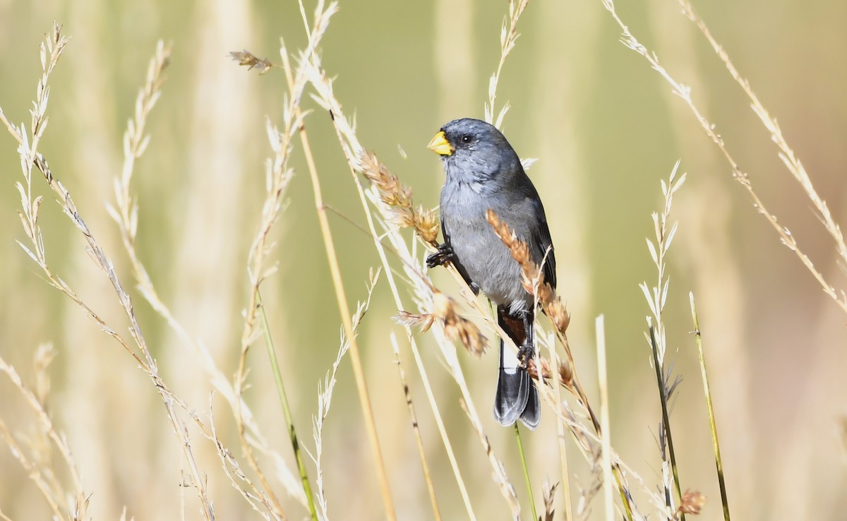 Band-tailed Seedeater - ML644602347