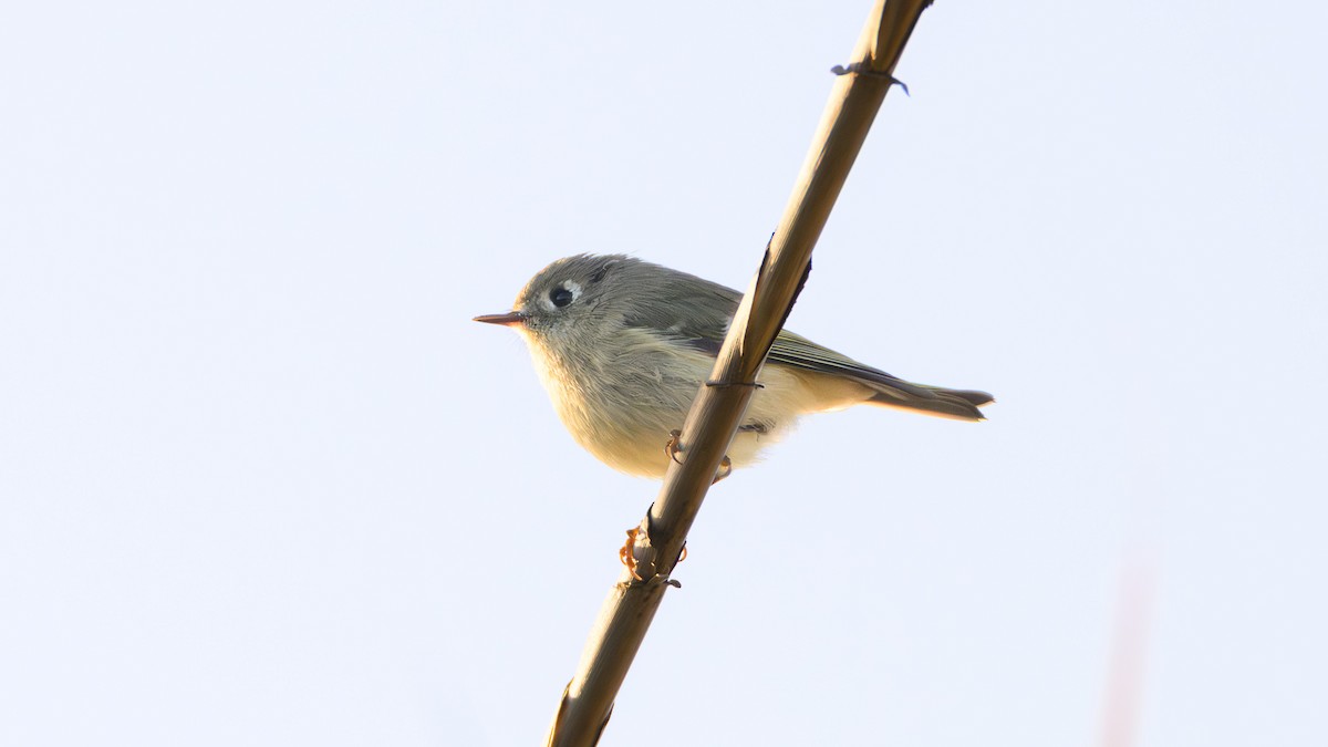 Ruby-crowned Kinglet - ML644602349