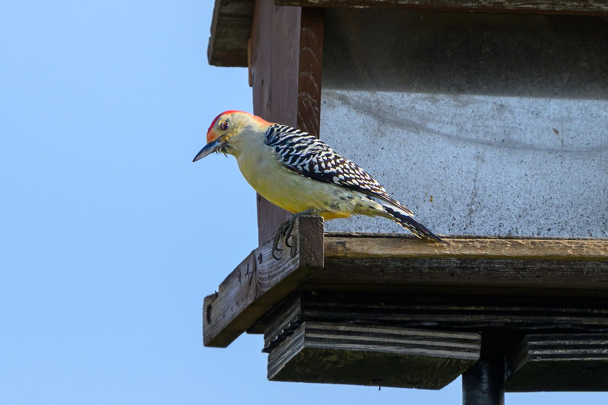 シマセゲラ - ML644602350