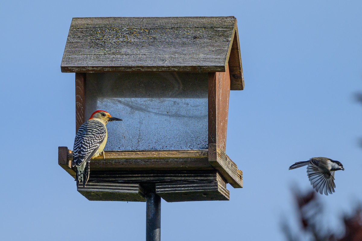 シマセゲラ - ML644602351