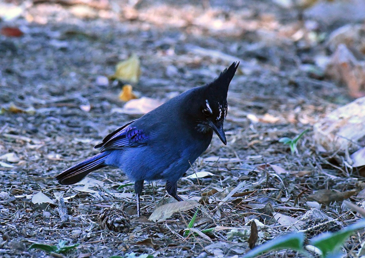 Steller's Jay - ML644602360