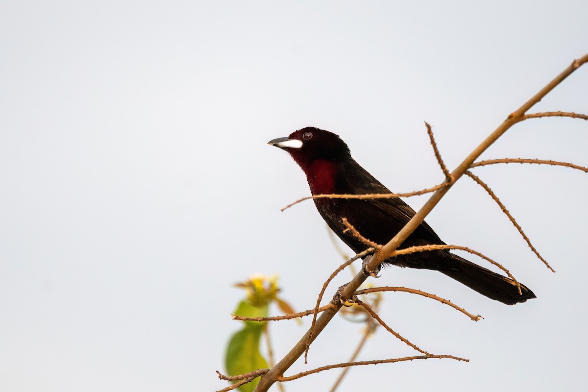 Tangara à bec d'argent - ML644602361