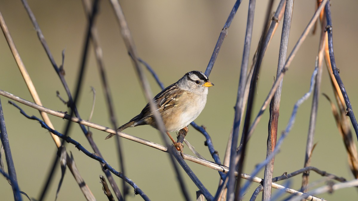 White-crowned Sparrow - ML644602364