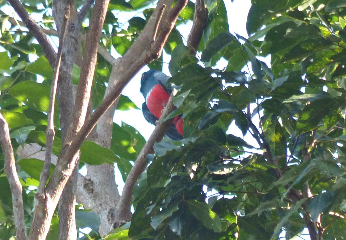 Black-tailed Trogon - ML644602369