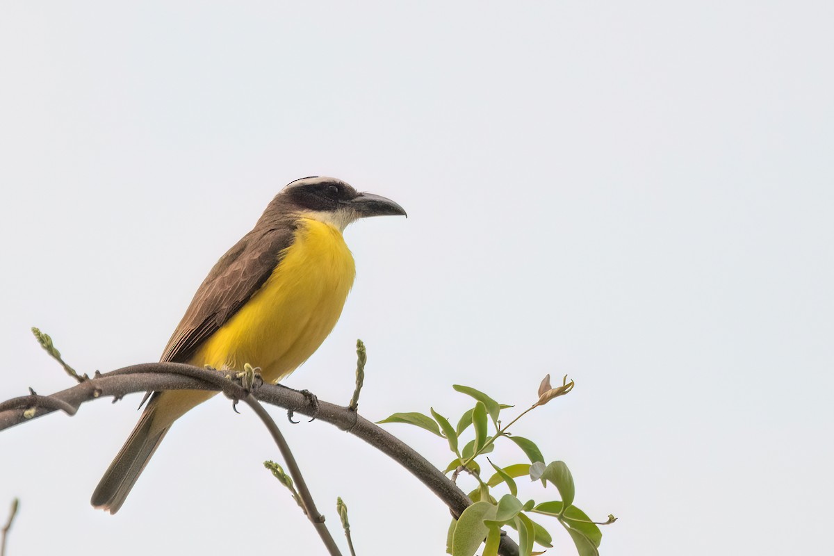 Boat-billed Flycatcher - ML644602375