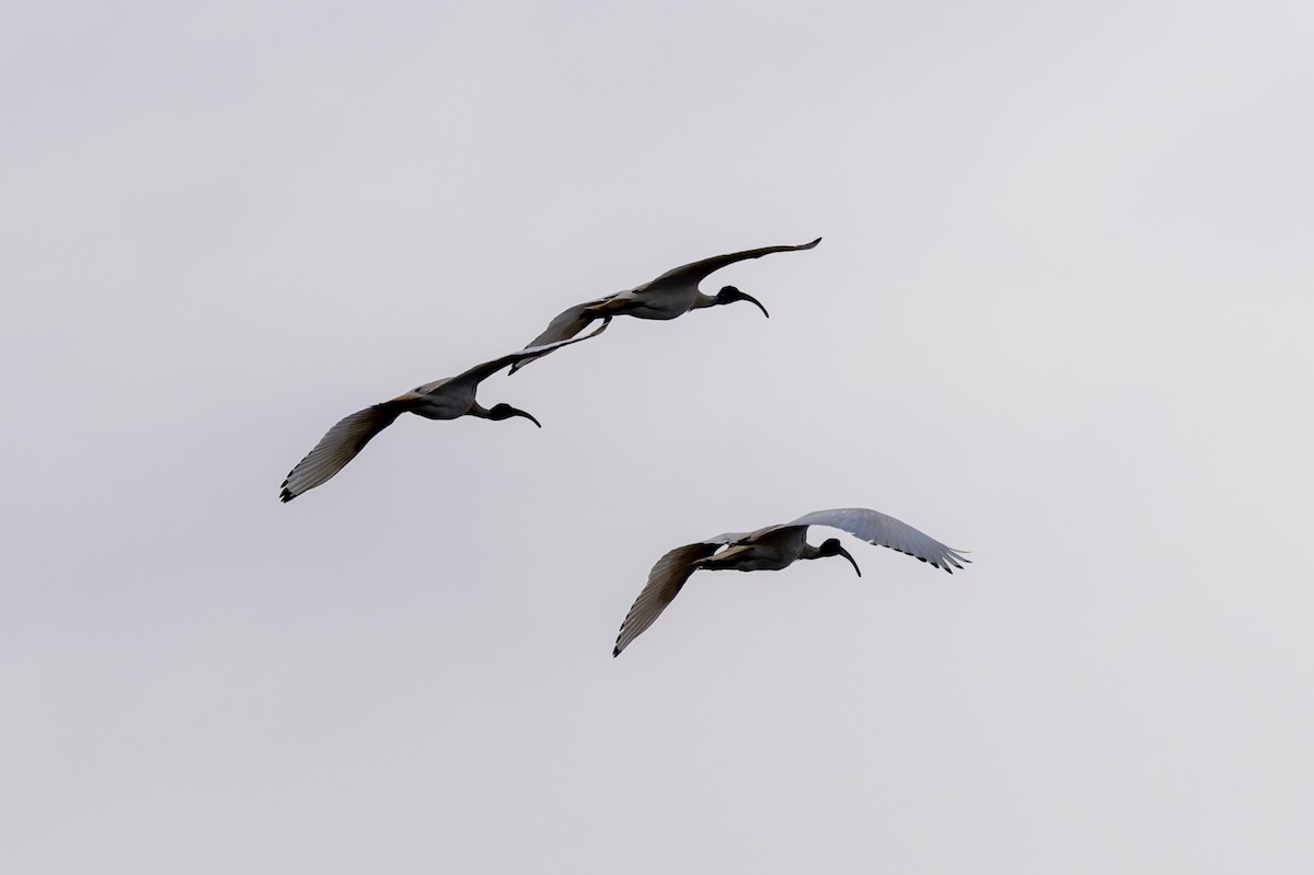Australian Ibis - ML644602385