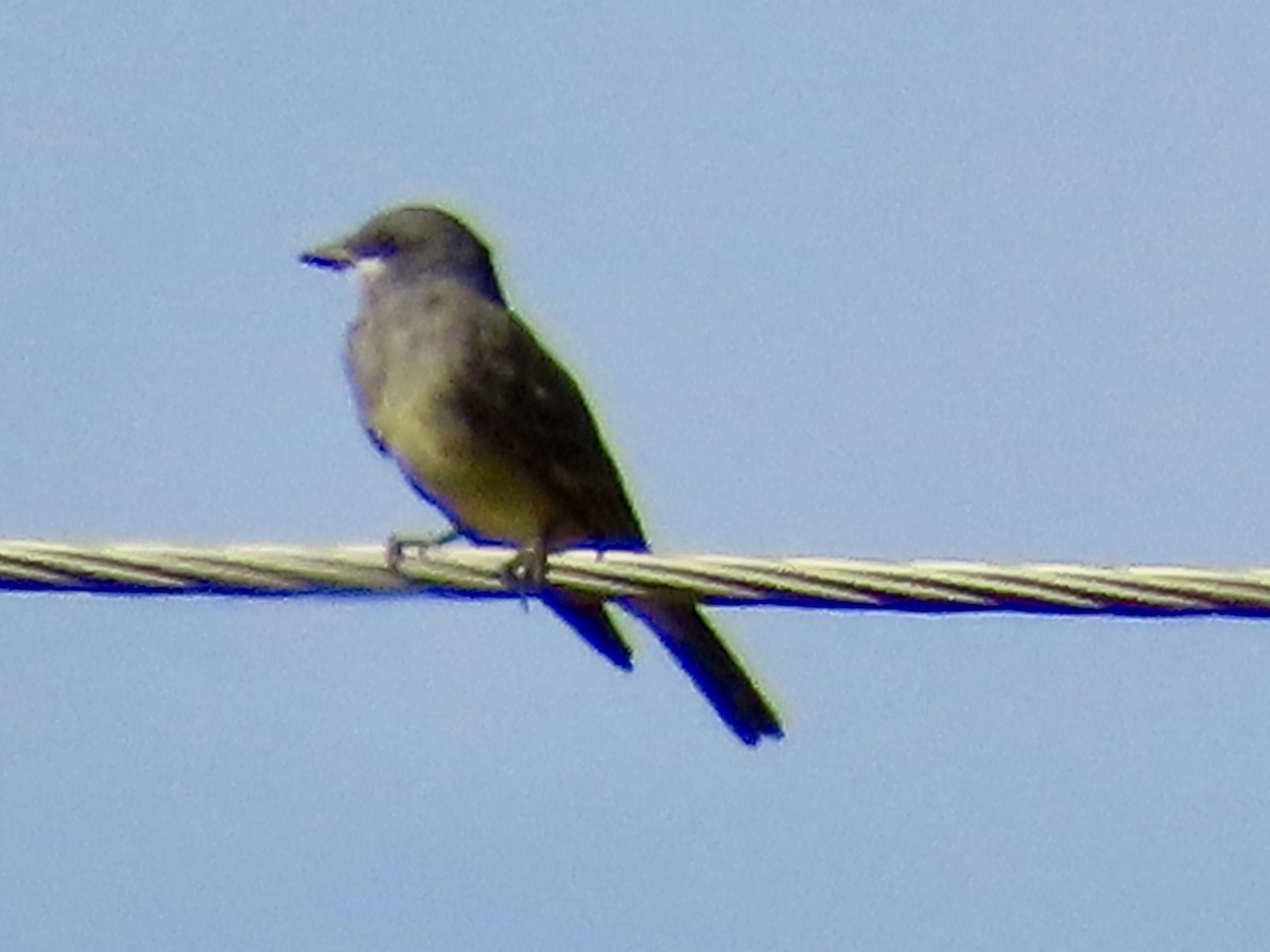 Cassin's Kingbird - ML644602388