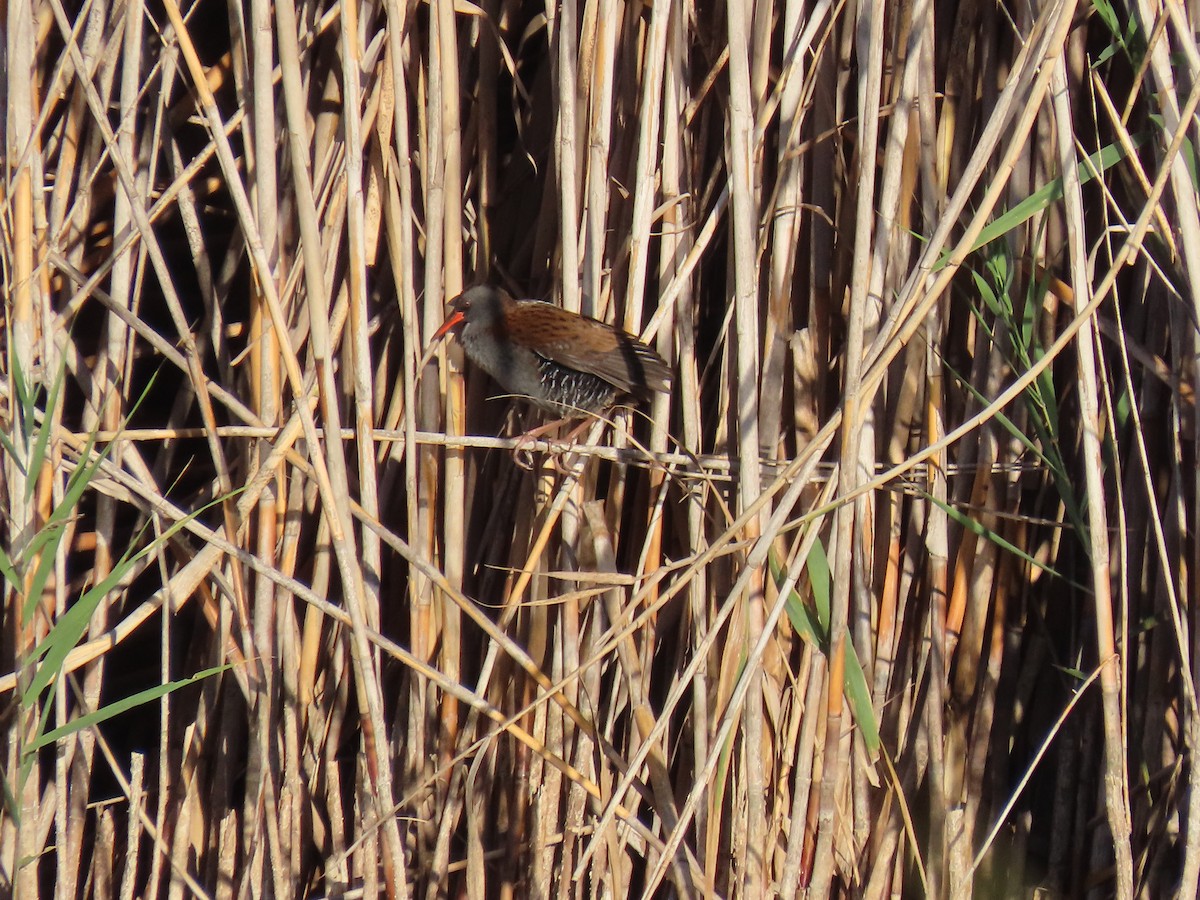 Water Rail - ML644602394