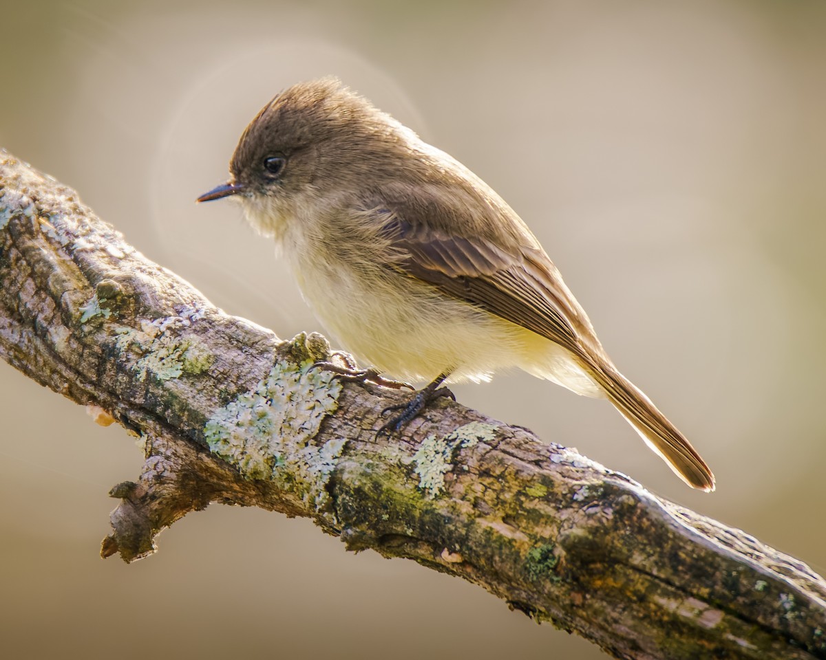 Eastern Phoebe - ML644602414