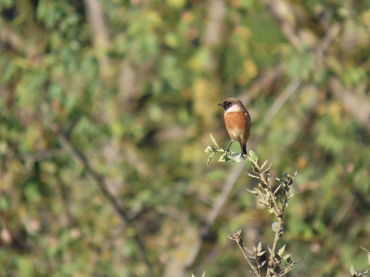 European Stonechat - ML644602416