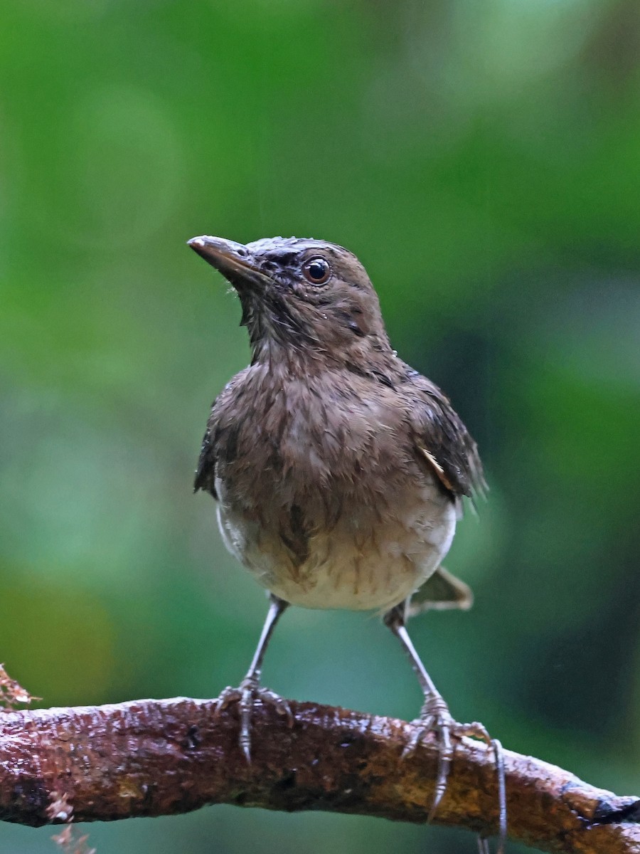 Zorzal Piquinegro - ML644602417