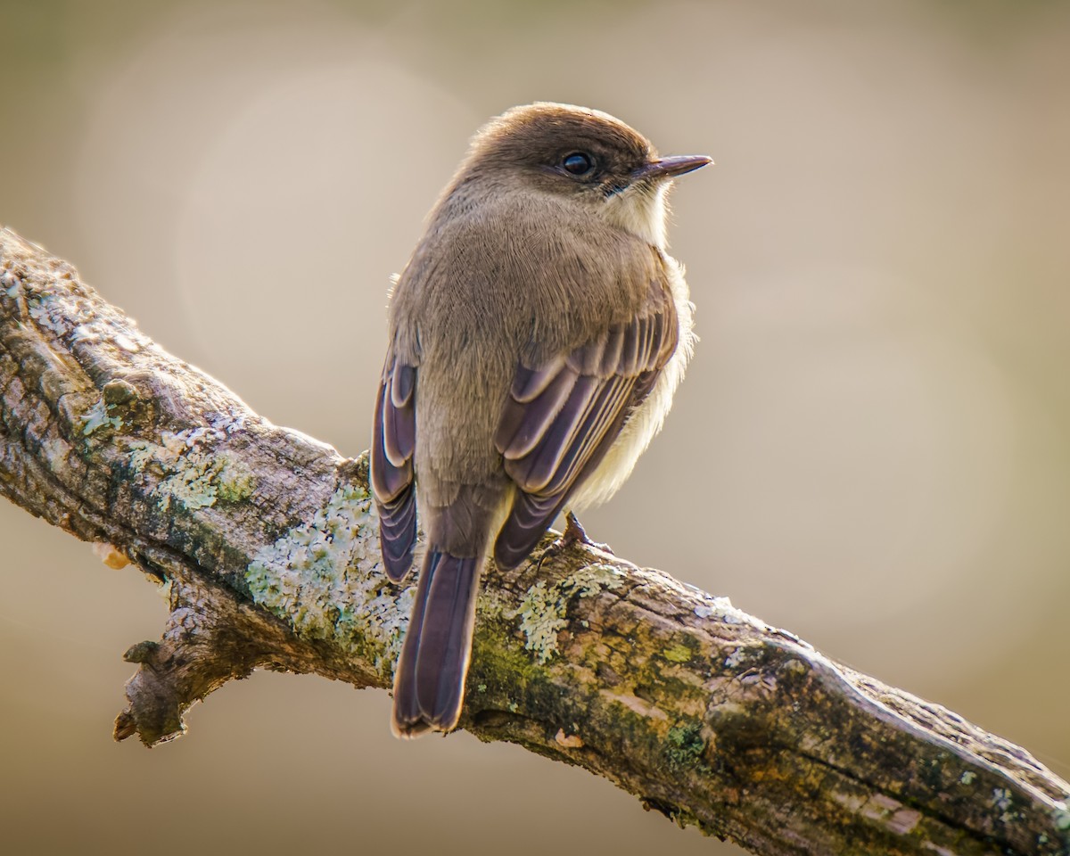 Eastern Phoebe - ML644602419