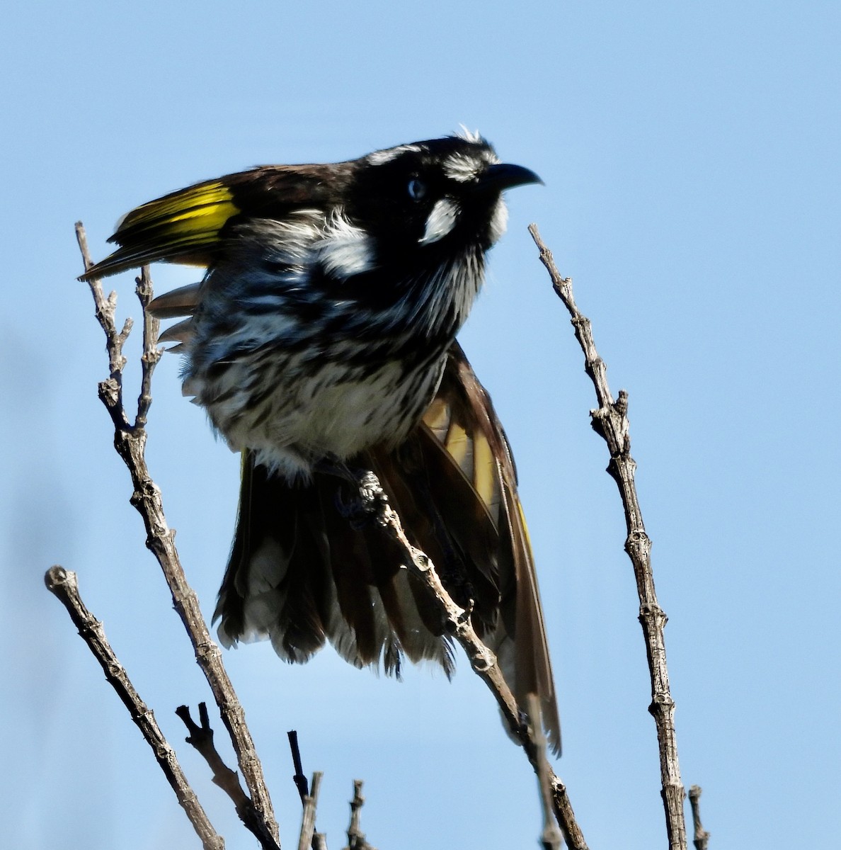 New Holland Honeyeater - ML644602426