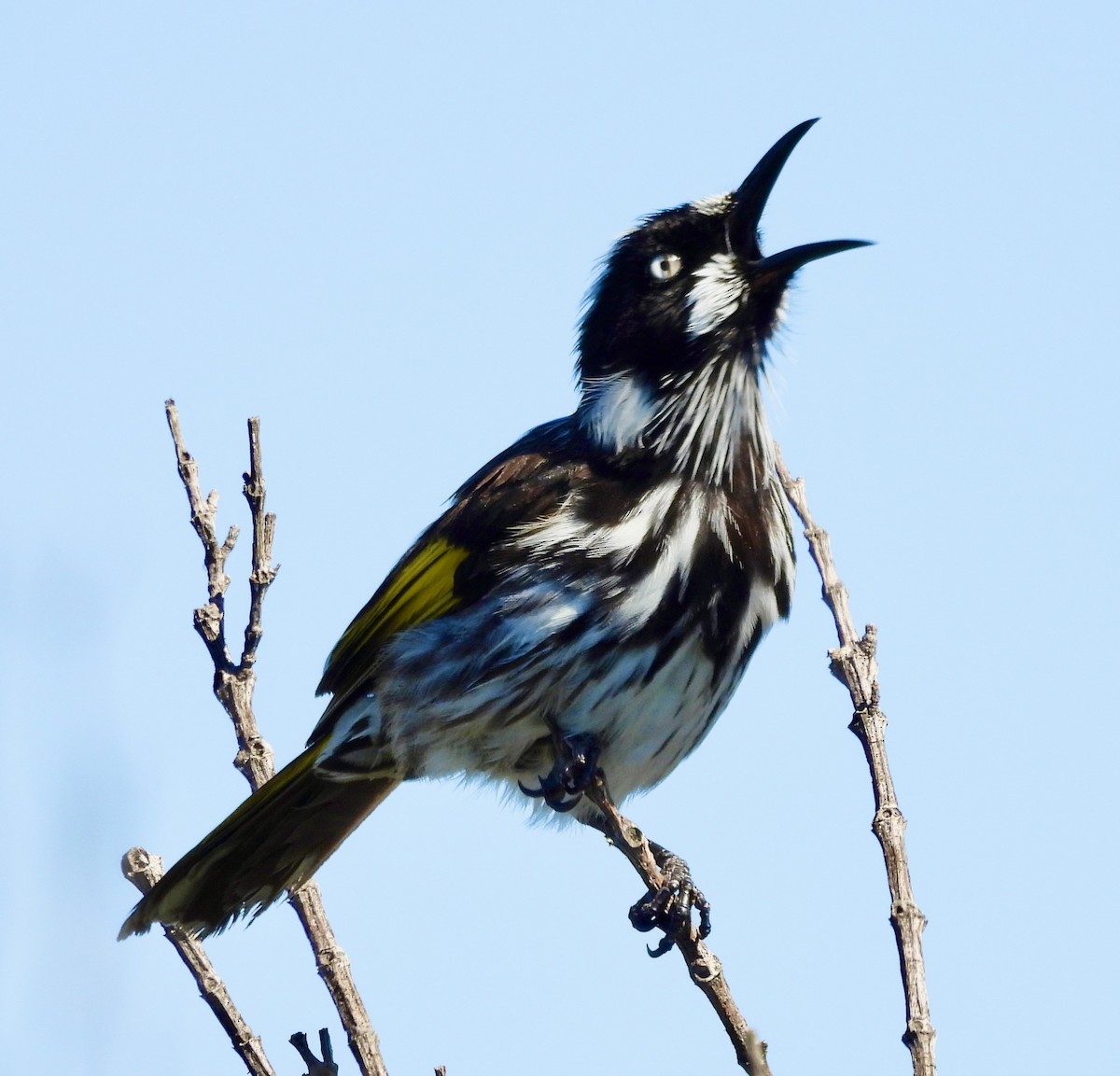 New Holland Honeyeater - ML644602427