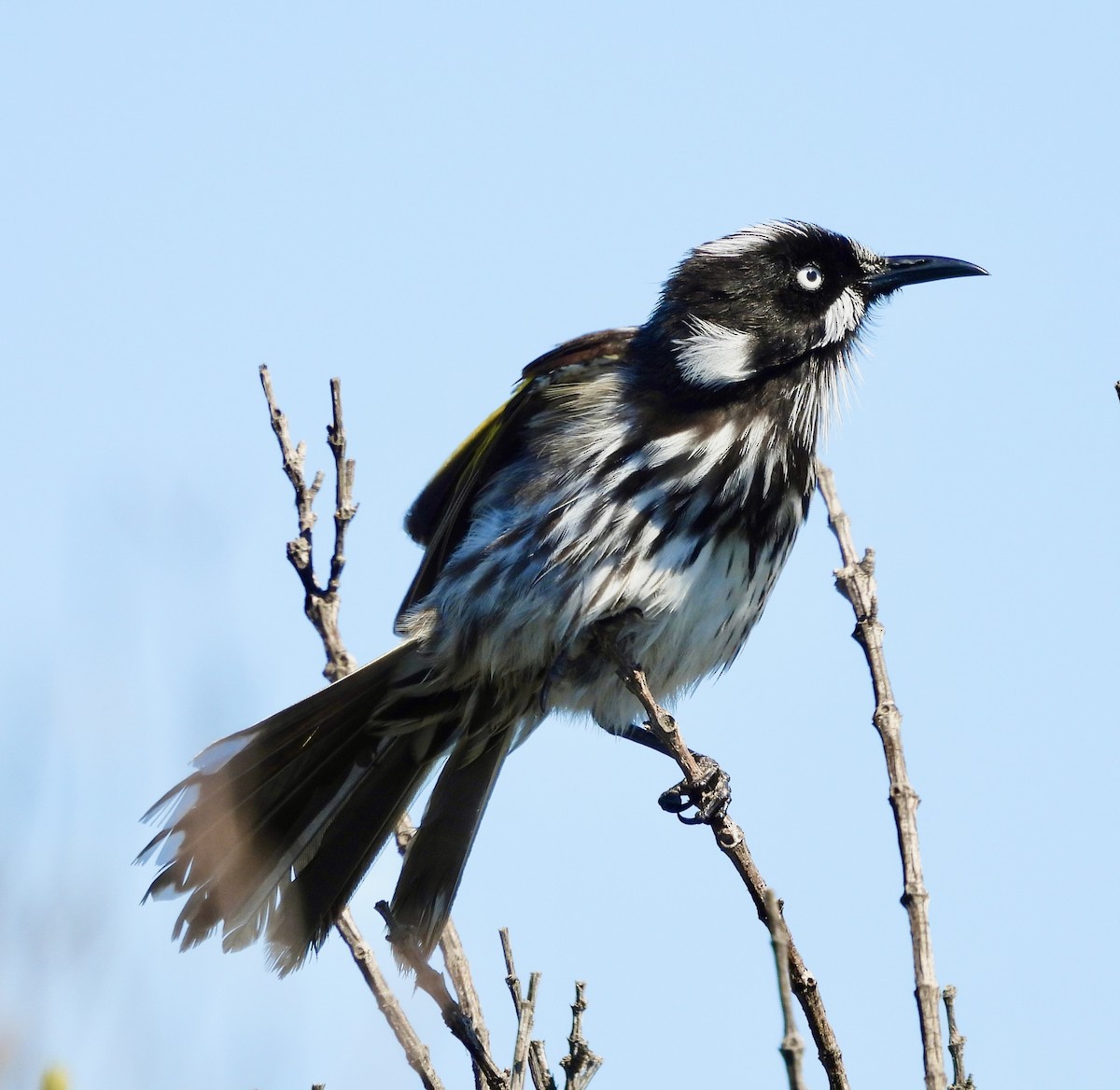 New Holland Honeyeater - ML644602428