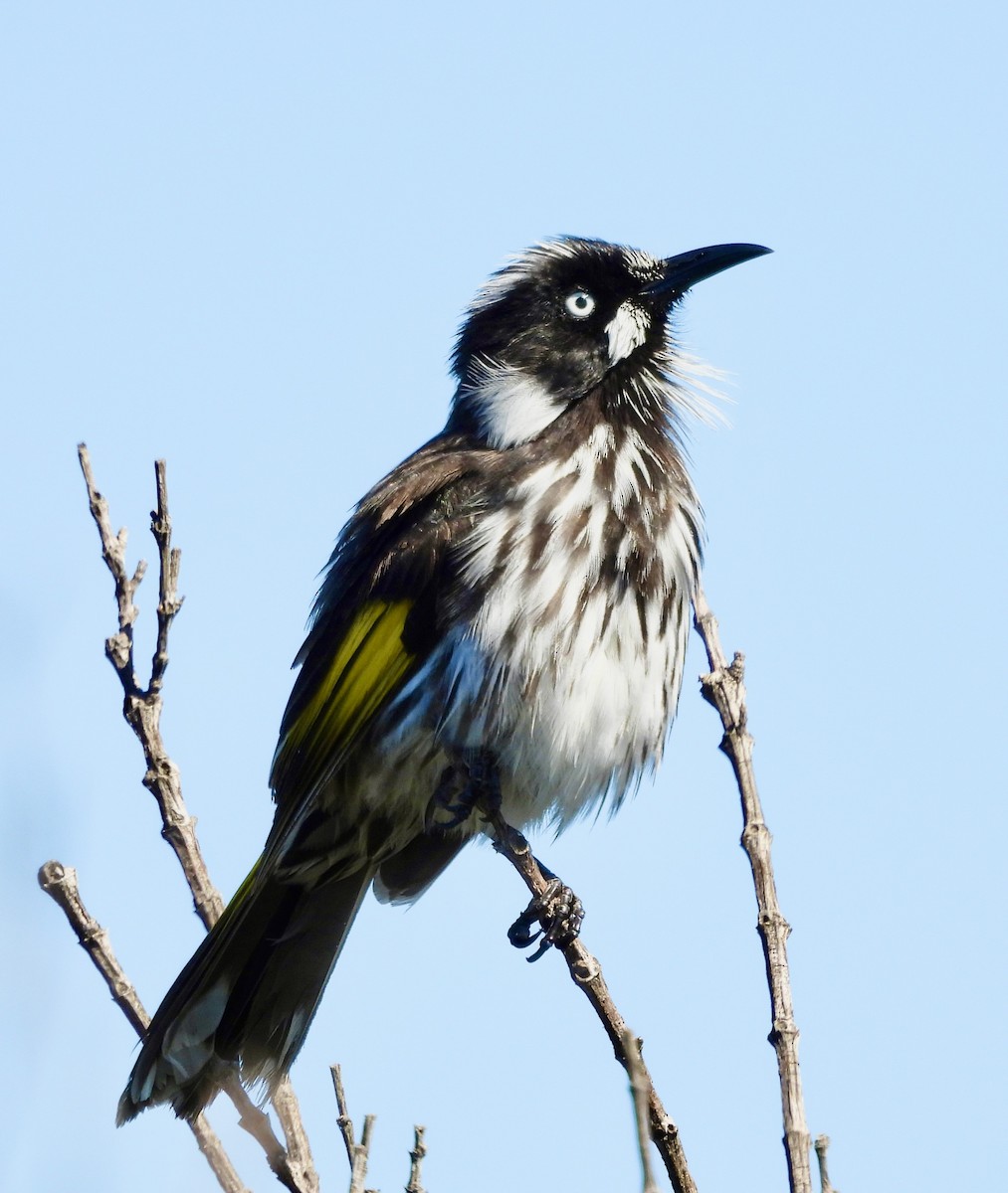 New Holland Honeyeater - ML644602429