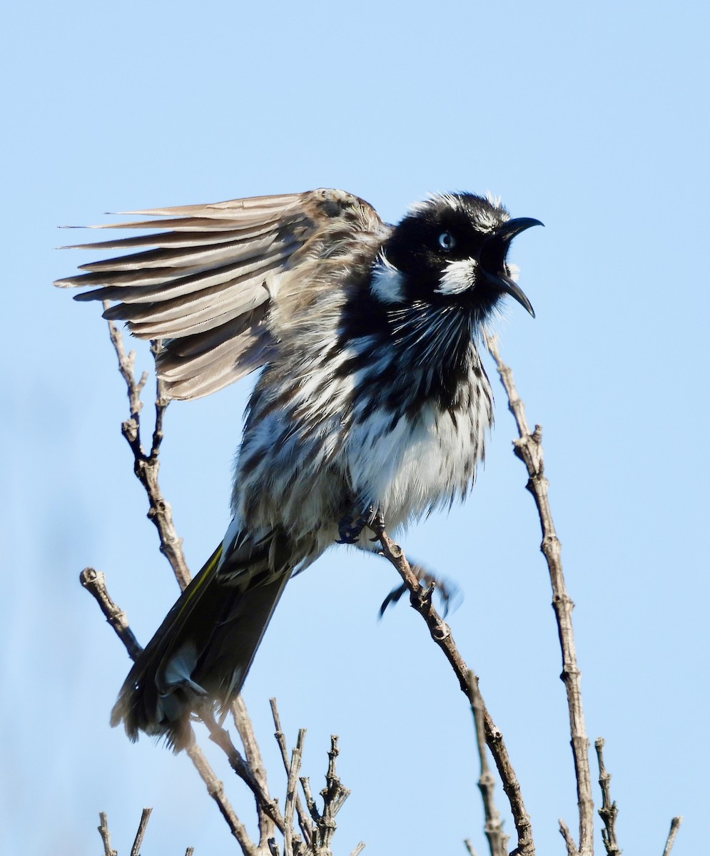 New Holland Honeyeater - ML644602430