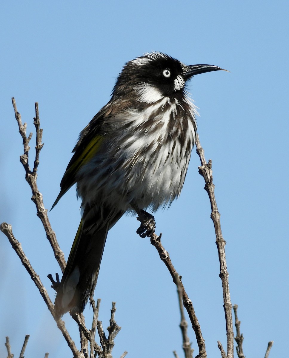 New Holland Honeyeater - ML644602431