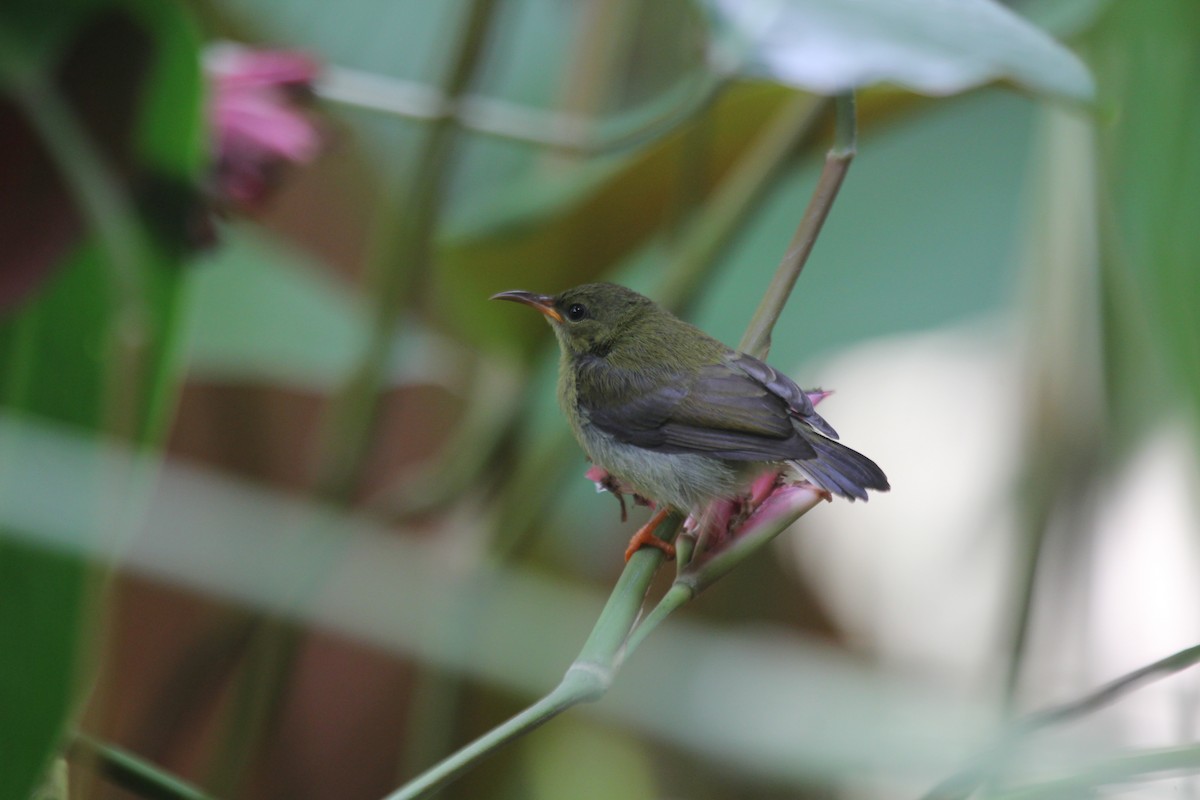 karminbrystsolfugl - ML644602438