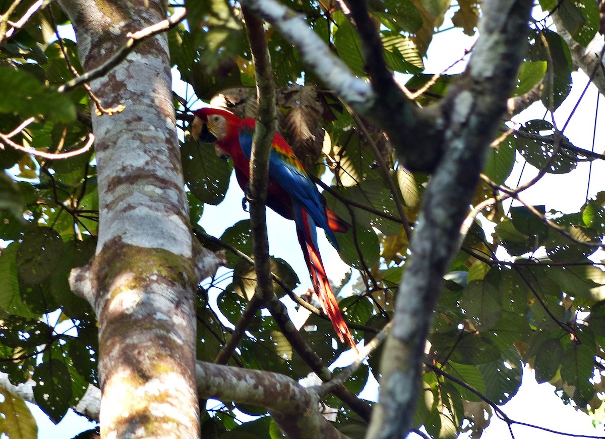 Scarlet Macaw - ML644602439